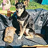 dog, black_and_tan_dog, pet, animal, sitting, portrait, outdoor, garden, backyard, sunlight, tarp, wood, log, flamingo_decor, flowers, tent, fence, grass, pointed_ears, camera_timestamp