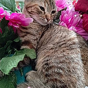 Bloom a rejoint le concours — aidez-le/la à gagner de superbes lots ! animal, artificial_flowers, cat, close_up, cozy, cute, ears, feline, fur, green_leaves, indoor, kitten, pet, photography, pink_flowers, portrait, sleepy, striped_fur, tabby, whiskers