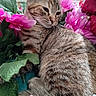 animal, artificial_flowers, cat, close_up, cozy, cute, ears, feline, fur, green_leaves, indoor, kitten, pet, photography, pink_flowers, portrait, sleepy, striped_fur, tabby, whiskers