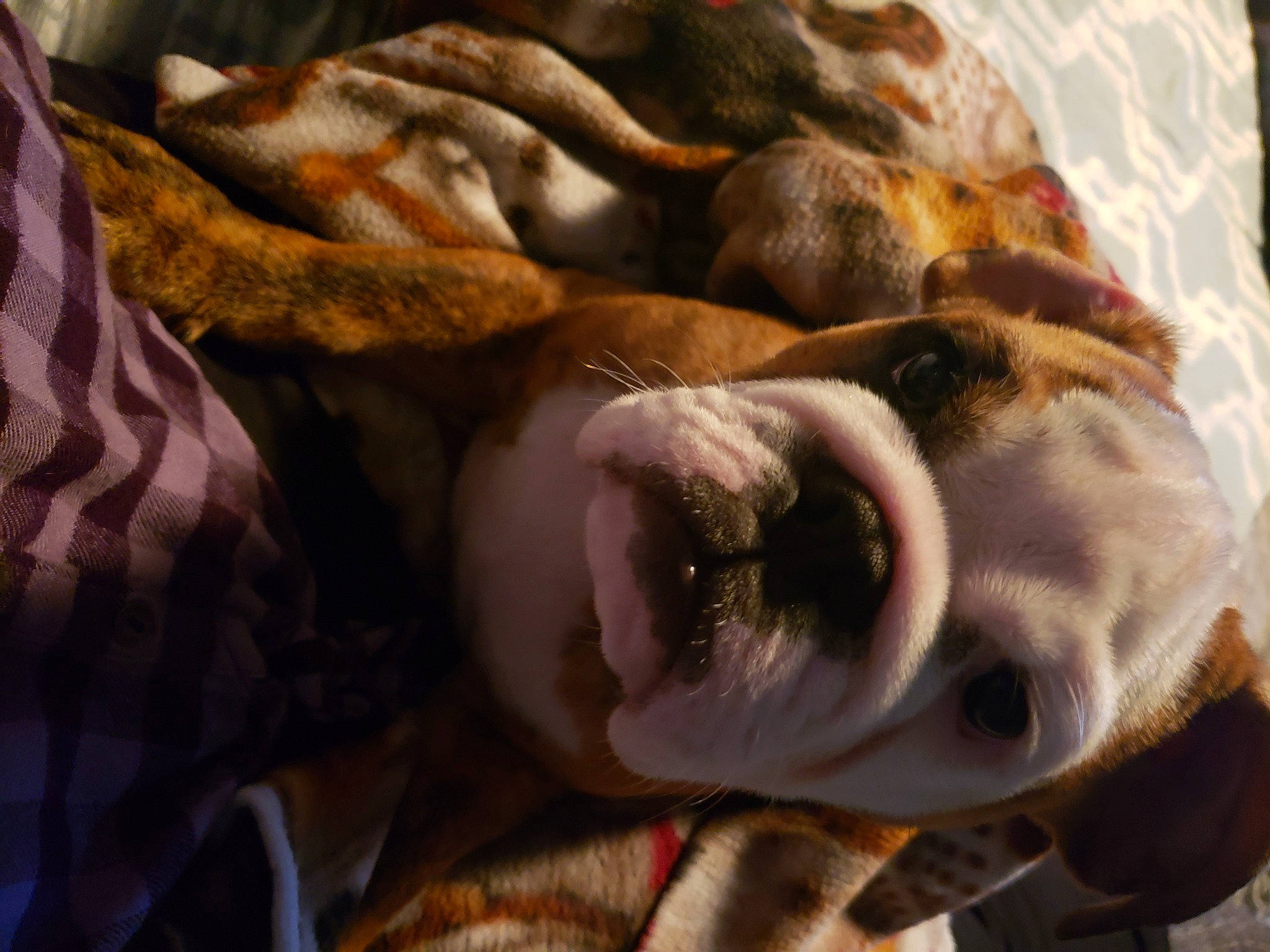 Squishy is registered to the contest to win money with this photo: american_bulldog, canidae, carnivore, dog, dog_breed, fawn, non_sporting_group, olde_english_bulldogge, puppy