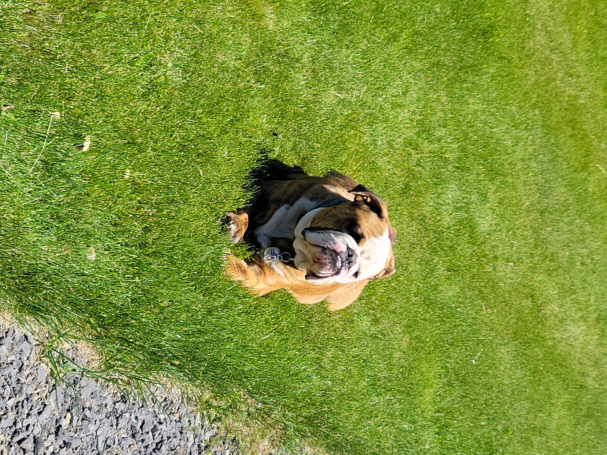 Squishy is registered to the contest to win money with this photo: asphalt, carnivore, companion_dog, dog_breed, flooring, grass, grass_family, grassland, groundcover, landscape, lawn, leisure, meadow, natural_environment, people_in_nature, plant, soil, sunglasses, tail, tree