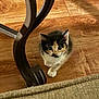 kitten, cat, pet, animal, wood_floor, flooring, indoor, furniture_leg, curved_metal, small, cute, young, fur, whiskers, looking_up, domestic_animal, playful, adorable, tiny, curious