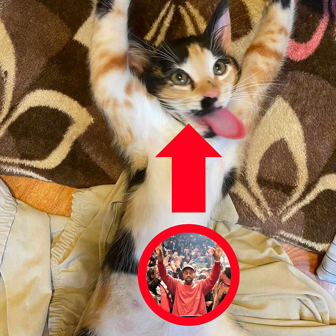 Mish Mish is registered to the contest to win money with this photo: animal, blanket, calico_cat, cat, circle, crowd, cute, digital_overlay, feline, fur, indoor, lying_down, man, patterned_blanket, paw, pet, playful, red_arrow, stretching, tongue_out