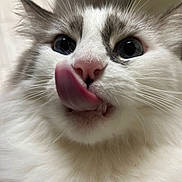 Nelly joined the competition — help win amazing prizes! cat, close_up, tongue_out, blue_eyes, fluffy, whiskers, pet, animal, cute, playful, feline, nose, mouth, indoor, fur, muzzle, expression, adorable, portrait, domestic_cat