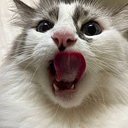 Nelly is registered to the contest to win money with this photo: animal, cat, close_up, cute, domestic_cat, feline, fluffy, funny_expression, fur, gray_fur, indoor, muzzle, pet, pink_nose, playful, portrait, tongue_out, whiskers, white_fur, wide_eyes