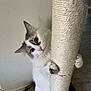 cat, scratching_post, indoor, white, gray, fluffy, pet, curious, climbing, playful, feline, whiskers, ears, tail, paws, wall, floor, home, cute, animal