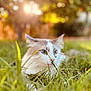 cat, grass, outdoor, sunlight, nature, animal, pet, blue_eyes, fur, whiskers, close_up, greenery, relaxing, daylight, mammal, cute, calm, soft_light, focus, garden