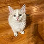 kitten, cat, pet, animal, white_fur, fluffy, cute, indoor, wooden_floor, young, small, curious, looking_up, domestic, feline, whiskers, ears, pink_nose, sitting, fur