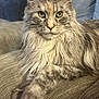 Nebula is registered to the contest to win money with this photo: animal, cat, close_up, couch, cozy, ears, feline, fur, furniture, green_eyes, home, indoor, long_hair, looking, pet, portrait, relaxed, resting, texture, whiskers