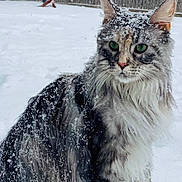 Nebula joined the competition — help win amazing prizes! animal, calm, cat, cold, feline, fluffy, fur, green_eyes, long_hair, majestic, nature, outdoor, pet, quiet, sitting, snow, snowflakes, winter, wooden_fence, yard