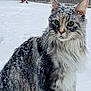 animal, calm, cat, cold, feline, fluffy, fur, green_eyes, long_hair, majestic, nature, outdoor, pet, quiet, sitting, snow, snowflakes, winter, wooden_fence, yard