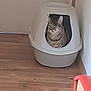 Sid participe au concours pour gagner de l'argent avec cette photo : animal, cat, corner, cozy, curious, cute, domestic, feline, gray, home, household, indoor, litter_box, pet, quiet, relaxed, sitting, striped, tabby, wooden_floor