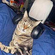 Penelope is registered to the contest to win money with this photo: cat, tabby, headphones, blanket, indoor, pet, relaxed, sleepy, fur, striped, cozy, comfort, animal, cute, domestic_cat, resting, blue, technology, feline, closeup
