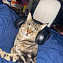 cat, tabby, headphones, blanket, indoor, pet, relaxed, sleepy, fur, striped, cozy, comfort, animal, cute, domestic_cat, resting, blue, technology, feline, closeup