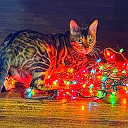 Selena joined the competition — help win amazing prizes! animal, bengal_cat, cat, christmas_lights, colorful_lights, curious, domestic_cat, festive, glowing, holiday, indoor, night, pet, playful, reflection, striped_fur, tangled_lights, whiskers, wide_eyes, wooden_floor