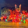 animal, bengal_cat, cat, christmas_lights, colorful_lights, curious, domestic_cat, festive, glowing, holiday, indoor, night, pet, playful, reflection, striped_fur, tangled_lights, whiskers, wide_eyes, wooden_floor