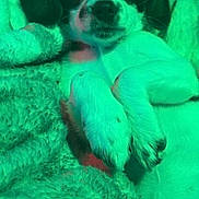 Zoe joined the competition — help win amazing prizes! animal, blanket, close_up, companion, cozy, cute, cute_pet, dog, fur, green_light, indoor, lying_down, mammal, paw, pet, portrait, puppy, relaxed, resting, snuggle