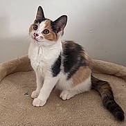 Beadoll is registered to the contest to win money with this photo: cat, kitten, calico, pet, animal, feline, cute, curious, sitting, indoor, plush_bed, beige, whiskers, tail, ears, fur, young, domestic, alert, small