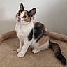 cat, kitten, calico, pet, animal, feline, cute, curious, sitting, indoor, plush_bed, beige, whiskers, tail, ears, fur, young, domestic, alert, small