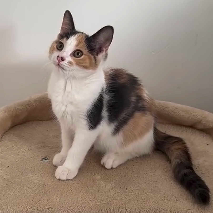 Beadoll is registered to the contest to win money with this photo: cat, kitten, calico, pet, animal, feline, cute, curious, sitting, indoor, plush_bed, beige, whiskers, tail, ears, fur, young, domestic, alert, small