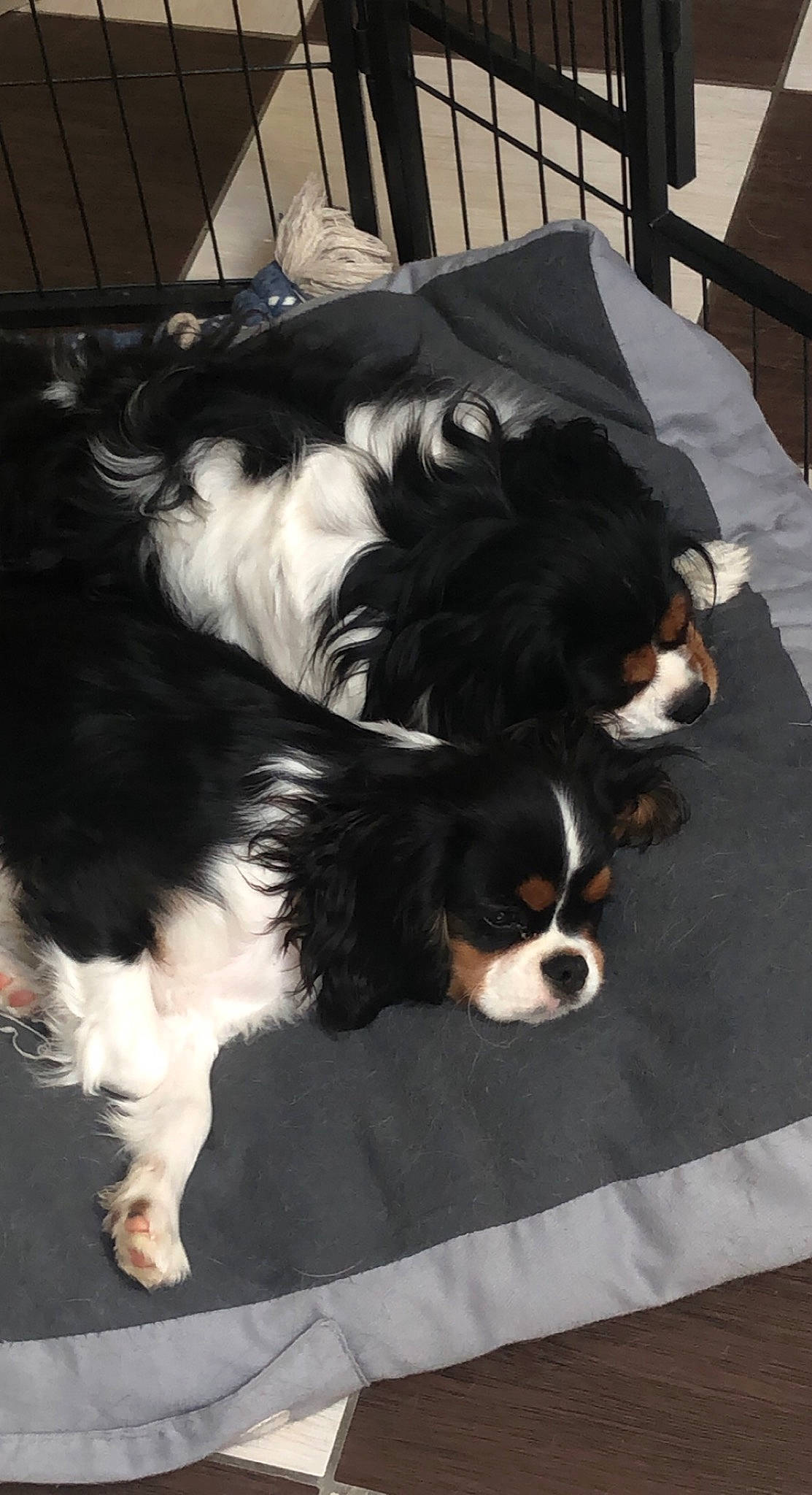 Romy participe au concours pour gagner de l'argent avec cette photo : bored, canidae, carnivore, cavalier_king_charles_spaniel, chair, collar, companion_dog, dog, dog_breed, dog_supply, fur, liver, puppy, snout, spaniel, sporting_group, terrestrial_animal, toy_dog, working_animal, working_dog