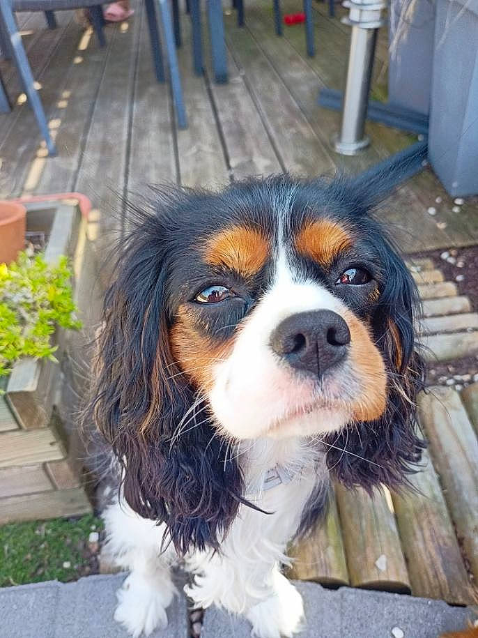 Romy a rejoint le concours — aidez-le/la à gagner de superbes lots ! canidae, carnivore, cavalier_king_charles_spaniel, companion_dog, dog, dog_breed, fur, king_charles_spaniel, liver, plant, snout, spaniel, sporting_group, toy_dog, whiskers, working_animal, working_dog