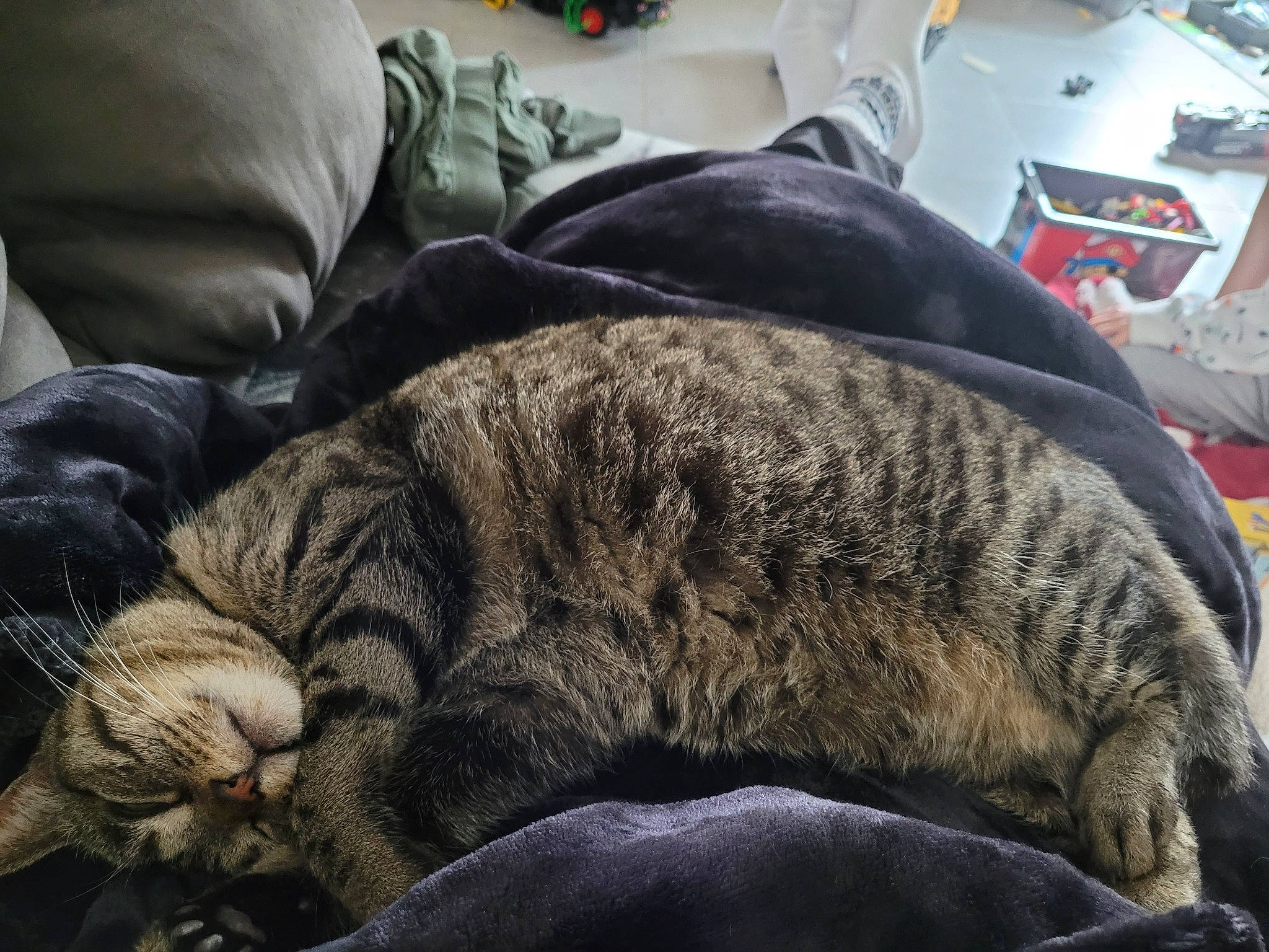 Opale participe au concours pour gagner de l'argent avec cette photo : carnivore, cat, claw, comfort, dog_breed, domestic_short_haired_cat, felidae, fur, grey, linens, nap, paw, sitting, sleep, small_to_medium_sized_cats, snout, tail, terrestrial_animal, whiskers