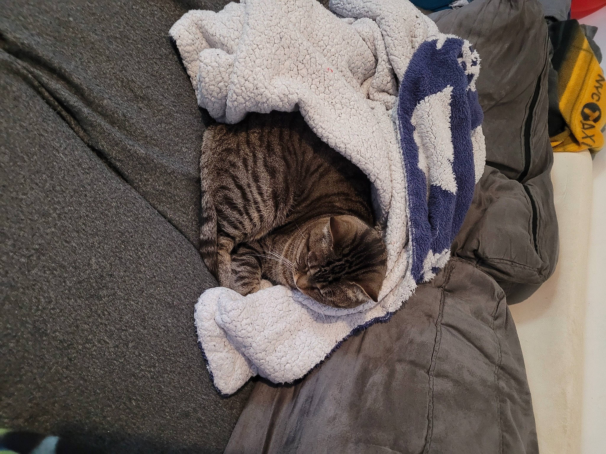 Opale participe au concours pour gagner de l'argent avec cette photo : bag, bed_sheet, bedding, carnivore, cat, comfort, fawn, felidae, fur, fur_clothing, grey, linens, sleeve, small_to_medium_sized_cats, snout, tail, textile, whiskers, wood, woolen