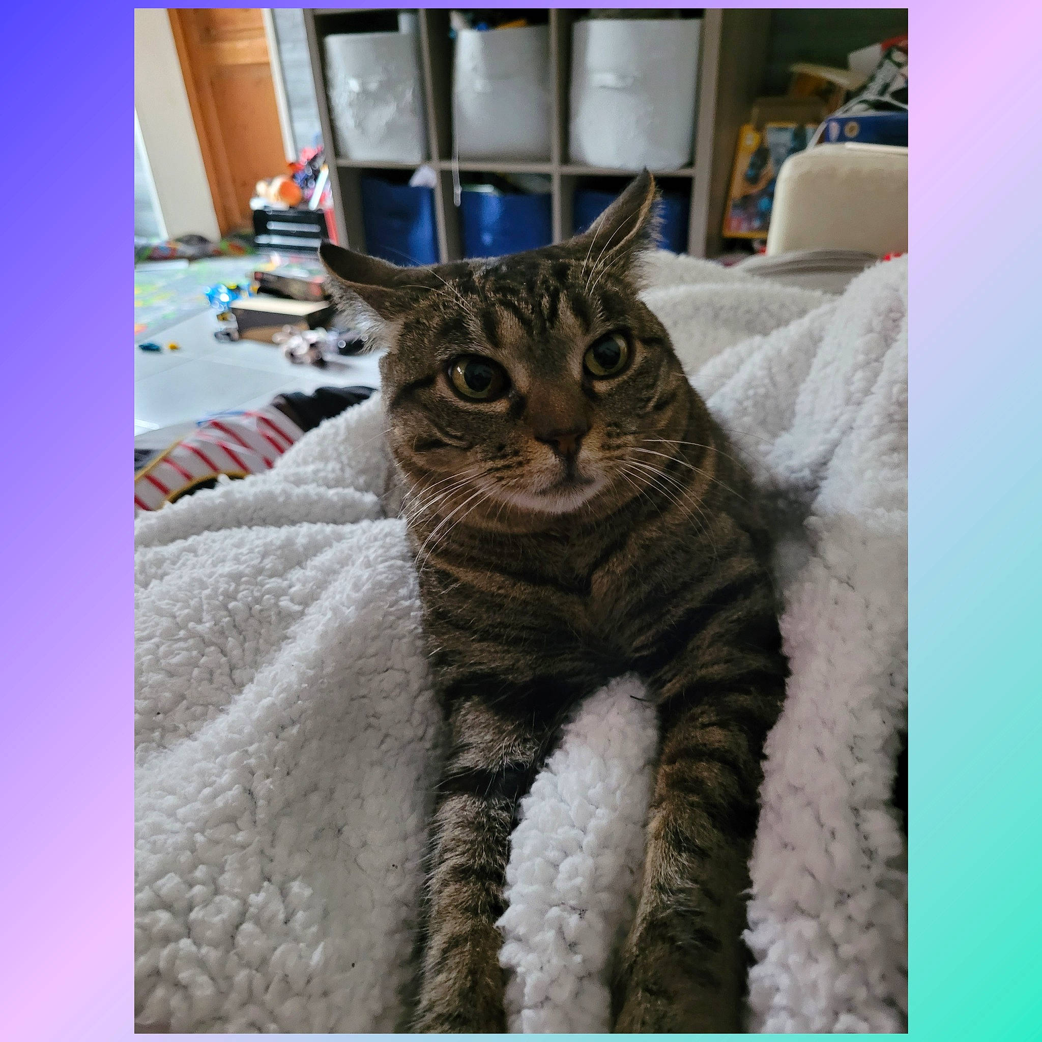 Opale a rejoint le concours — aidez-le/la à gagner de superbes lots ! carnivore, cat, claw, comfort, domestic_short_haired_cat, felidae, fur, sitting, small_to_medium_sized_cats, snout, terrestrial_animal, whiskers