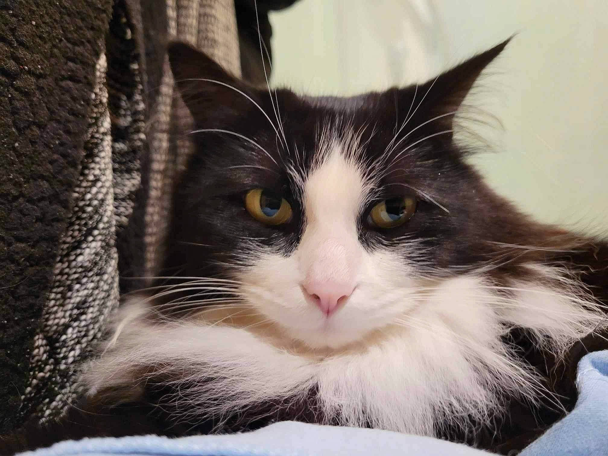 Romane participe au concours pour gagner de l'argent avec cette photo : carnivore, cat, domestic_short_haired_cat, felidae, fur, paw, sitting, small_to_medium_sized_cats, snout, tree, whiskers