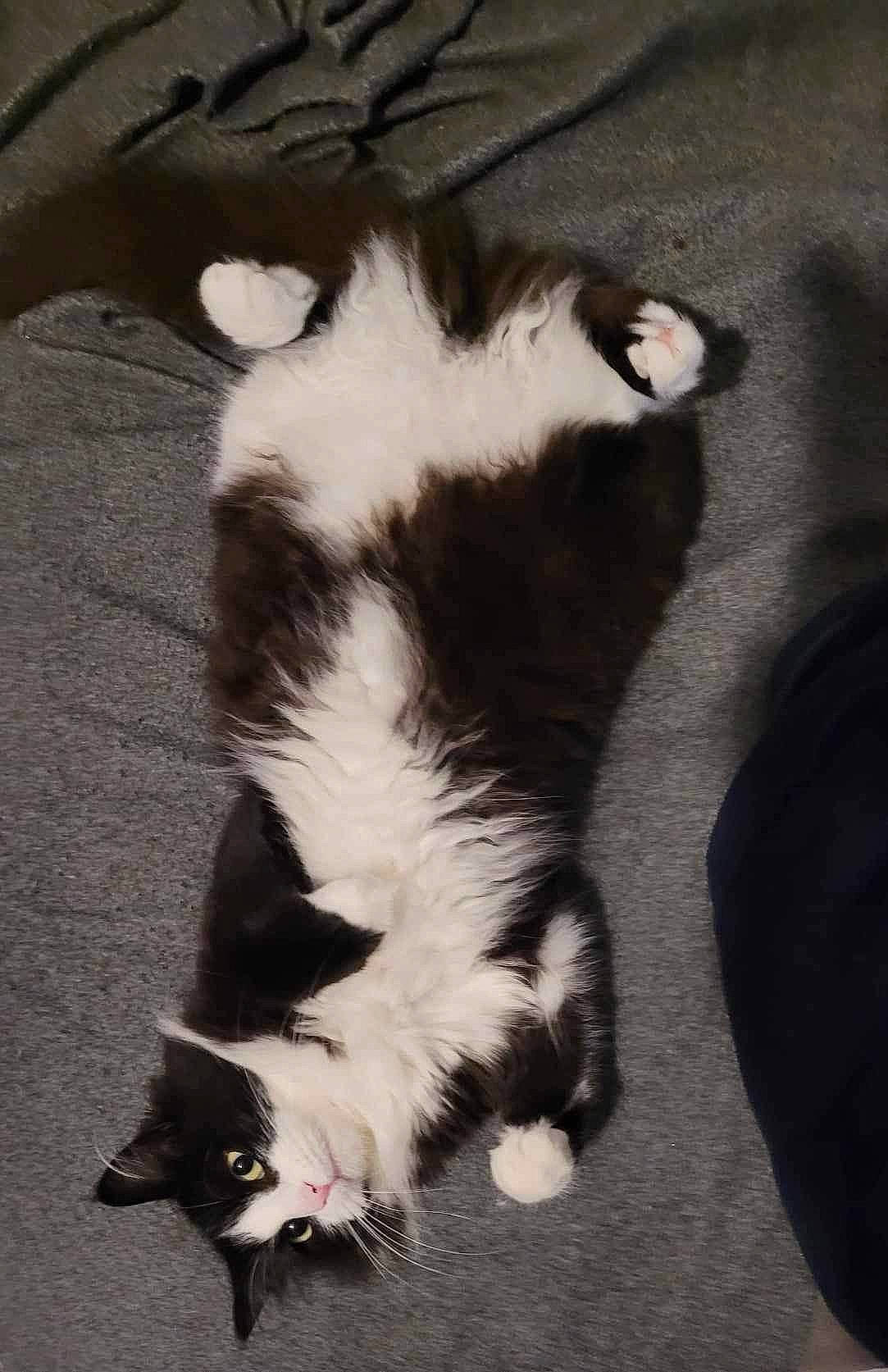 Romane a rejoint le concours — aidez-le/la à gagner de superbes lots ! carnivore, cat, claw, dog_breed, felidae, foot, fur, paw, shadow, small_to_medium_sized_cats, tail, terrestrial_animal, whiskers