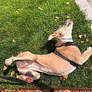 Athena is registered to the contest to win money with this photo: animal, canine, cute, daytime, dog, funny_pose, grass, harness, leaves, nature, outdoor, park, paw, pet, playful, relaxed, sidewalk, summer, sunlight, tongue_out