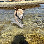 Athena a rejoint le concours — aidez-le/la à gagner de superbes lots ! dog, water, splash, outdoor, sunny, shoreline, rocks, blue_sky, playing, nature, collar, canine, animal, summer, village, recreation, pet, daytime, shallow_water, active