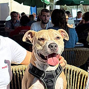 Athena a rejoint le concours — aidez-le/la à gagner de superbes lots ! dog, smiling, outdoor, cafe, people, umbrella, wicker_chair, sunlight, harness, tongue_out, happy, pet, social, table, glass_bottle, green_umbrella, casual_clothing, beard, facial_hair, conversation