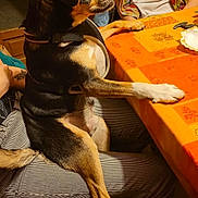 Lucien a rejoint le concours — aidez-le/la à gagner de superbes lots ! dog, pet, indoor, table, orange_tablecloth, person, sitting, lap, striped_pants, wooden_chair, black_and_tan_dog, harness, paw_on_table, looking_away, casual_clothing, home, cozy, furniture, side_view, animal