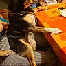 dog, pet, indoor, table, orange_tablecloth, person, sitting, lap, striped_pants, wooden_chair, black_and_tan_dog, harness, paw_on_table, looking_away, casual_clothing, home, cozy, furniture, side_view, animal