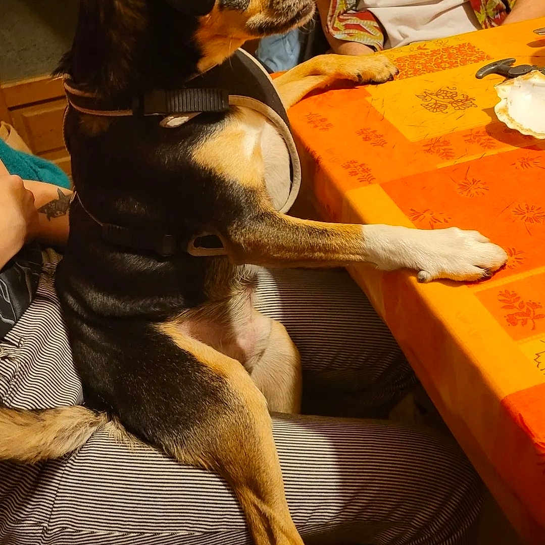 Lucien a rejoint le concours — aidez-le/la à gagner de superbes lots ! dog, pet, indoor, table, orange_tablecloth, person, sitting, lap, striped_pants, wooden_chair, black_and_tan_dog, harness, paw_on_table, looking_away, casual_clothing, home, cozy, furniture, side_view, animal