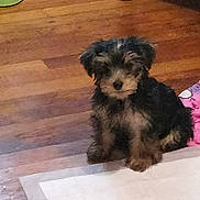 Bruno is registered to the contest to win money with this photo: puppy, dog, wooden_floor, indoor, pet, small_dog, fur, cute, sitting, floor, rug, home, animal, companion, young_dog, domestic_animal, curious, fluffy, brown, black