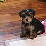 puppy, dog, wooden_floor, indoor, pet, small_dog, fur, cute, sitting, floor, rug, home, animal, companion, young_dog, domestic_animal, curious, fluffy, brown, black