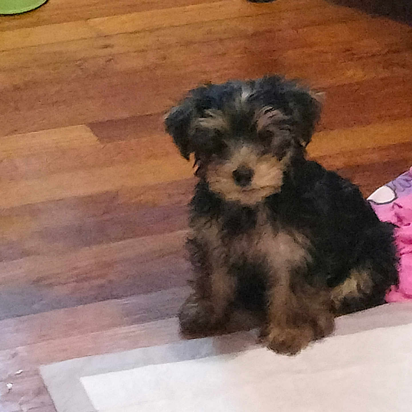 Bruno is registered to the contest to win money with this photo: puppy, dog, wooden_floor, indoor, pet, small_dog, fur, cute, sitting, floor, rug, home, animal, companion, young_dog, domestic_animal, curious, fluffy, brown, black