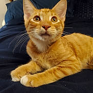 Al E Gator joined the competition — help win amazing prizes! animal, bed, blue_bedspread, cat, closeup, curious, cute, domestic_cat, feline, fur, indoor, kitten, looking_up, orange_tabby, pet, portrait, resting, whiskers, white_paws, young_cat