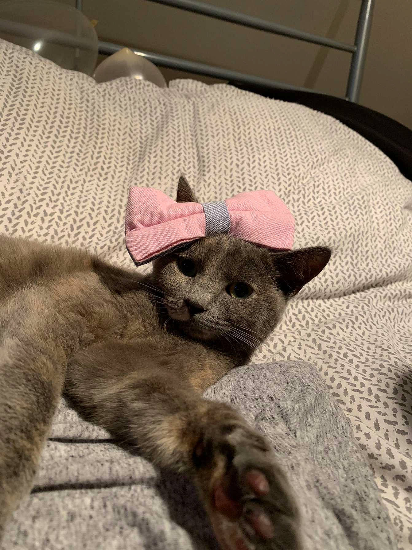 Utopie participe au concours pour gagner de l'argent avec cette photo : canidae, carnivore, comfort, couch, dog_breed, domestic_short_haired_cat, fashion_accessory, fawn, felidae, fur, grey, linens, paw, small_to_medium_sized_cats, snout, sporting_group, tail, terrestrial_animal, whiskers, wood