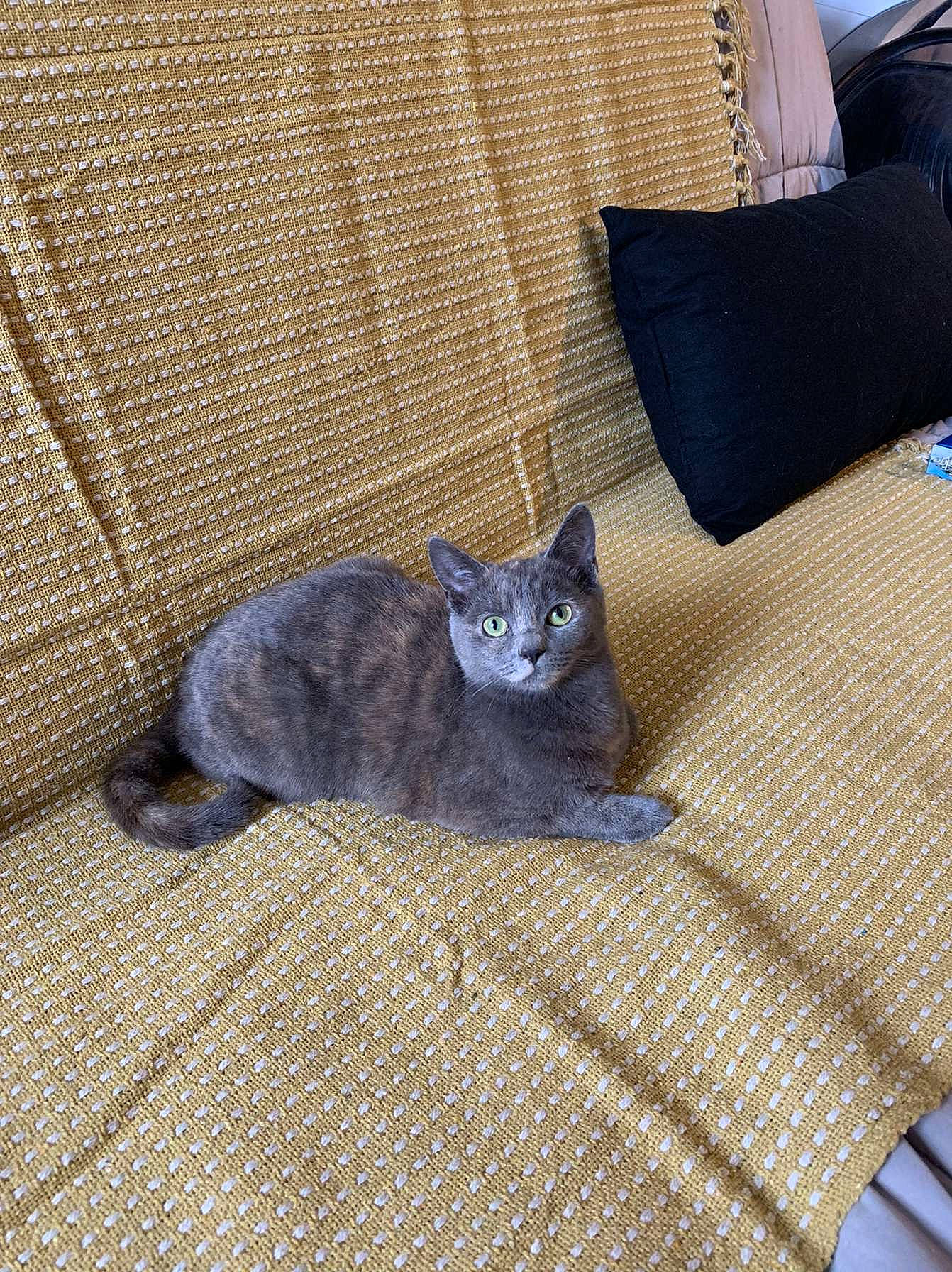 Utopie a rejoint le concours — aidez-le/la à gagner de superbes lots ! bed, black_cat, blue, carnivore, cat, cat_supply, comfort, couch, domestic_short_haired_cat, electric_blue, fawn, felidae, fur, grey, linens, russian_blue, small_to_medium_sized_cats, tail, whiskers, wood