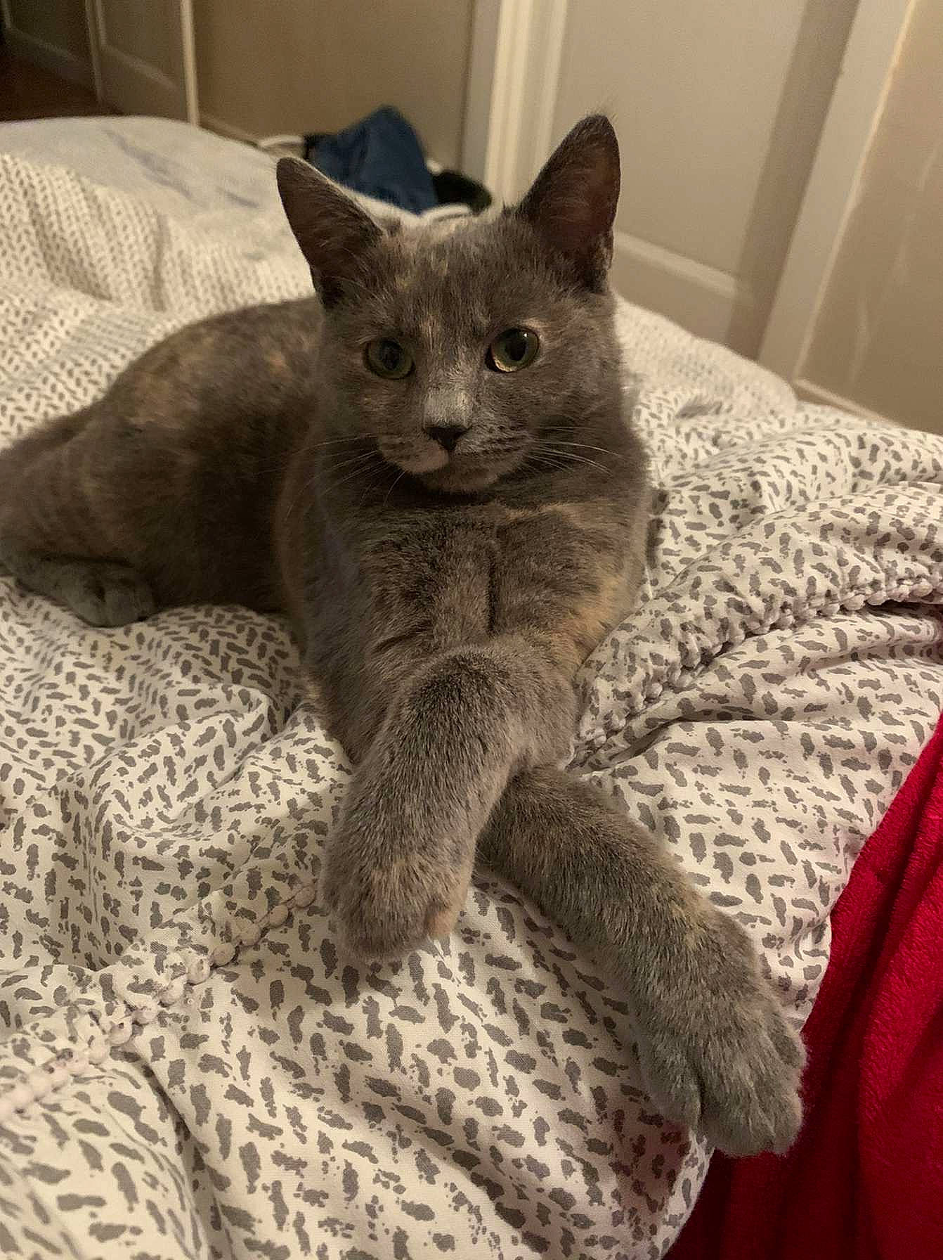 Utopie participe au concours pour gagner de l'argent avec cette photo : carnivore, cat, cat_supply, claw, comfort, domestic_short_haired_cat, felidae, fur, grey, russian_blue, sitting, small_to_medium_sized_cats, snout, tail, terrestrial_animal, whiskers