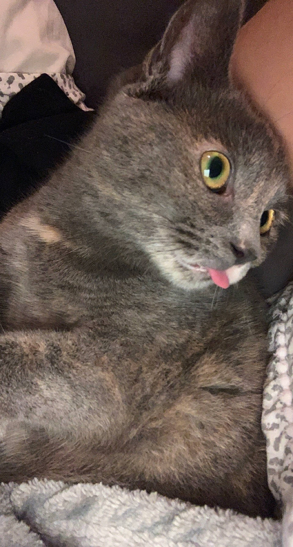 Utopie participe au concours pour gagner de l'argent avec cette photo : carnivore, cat, domestic_short_haired_cat, eye, felidae, fur, grey, iris, russian_blue, small_to_medium_sized_cats, snout, terrestrial_animal, tree, whiskers, wildlife