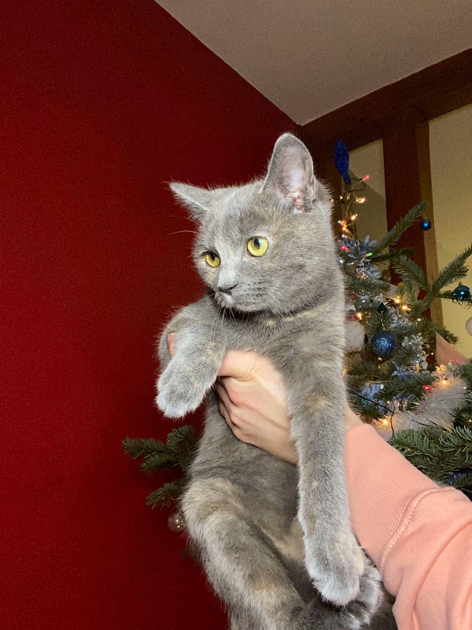 Utopie a rejoint le concours — aidez-le/la à gagner de superbes lots ! carnivore, cat, christmas_ornament, claw, conifer, domestic_short_haired_cat, eye, fawn, felidae, fur, grey, paw, plant, russian_blue, small_to_medium_sized_cats, snout, tail, tree, whiskers, window