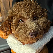 Benji joined the competition — help win amazing prizes! adorable, animal, brown_fur, car_interior, close_up, cozy, curly_fur, cute, dog, expression, fleece_jacket, fluffy, fur_texture, indoors, looking_at_camera, pet, portrait, seat, soft_light, warm_clothing