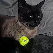 Meow Meow is registered to the contest to win money with this photo: cat, siamese_cat, pet, animal, golf_ball, toy, yellow, black_paw, feline, indoor, blanket, resting, closeup, cute, playful, face, whiskers, fur, dark_background, relaxed