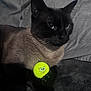 cat, siamese_cat, pet, animal, golf_ball, toy, yellow, black_paw, feline, indoor, blanket, resting, closeup, cute, playful, face, whiskers, fur, dark_background, relaxed