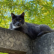 Koda a rejoint le concours — aidez-le/la à gagner de superbes lots ! cat, gray_cat, animal, pet, outdoor, nature, greenery, leaves, concrete, wall, sky, yellow_eyes, feline, resting, sunlight, daylight, close_up, texture, wildlife, portrait